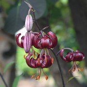 Sarcee - inflorescence